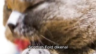 5 jenis kucing paling lucu dan unik di dunia