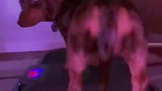 Ultimate Funniest Dogs and Cutest Puppies of TIKTOK Compilation 5