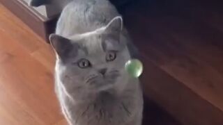 COME ON FACE ME IF YOU DARE