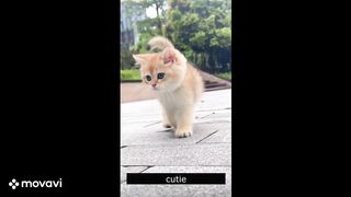 Baby Cats - Cute and Funny Cat Videos 13