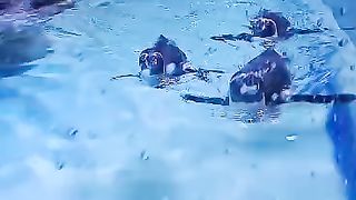 Animal (penguin) swimming is very cute.... hahaha