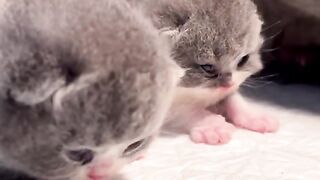 sweet cats