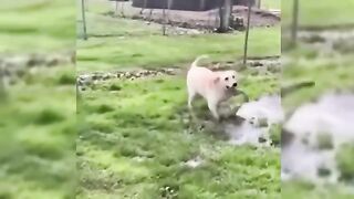 Funny cats and dogs 13
