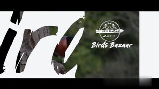 Budgies natural antibiotics birds ke bukhar zukam flue ke natural medicine budgies winter care @birdsbazaar