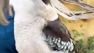 birds funny videos