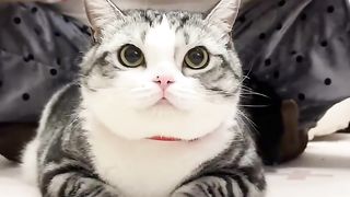 cute cat again