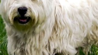 Meet your new best friend, the world's cutest and most adorable pet. Imagine coming home to a bundle of joy that greets you with love