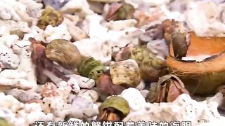 Island wilderness survival