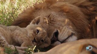 Adorable Lion Cubs Frolic as their Parents Look On