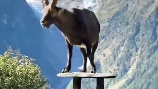 Beautiful wild animals in the world