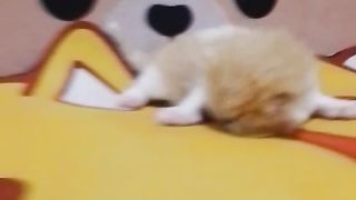 kucing gemoy
