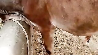 My small bull