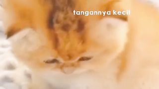 Funny cat 163