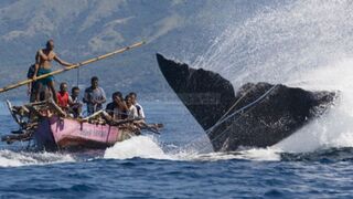 WHALE CUTTING