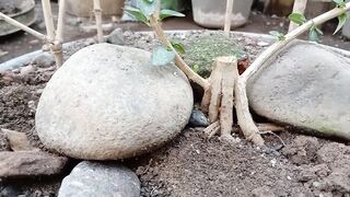 Bonsai sancang
