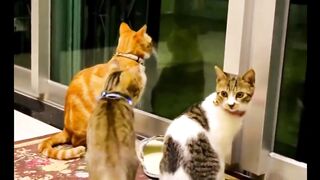 Kucing luçu ( cute cat)