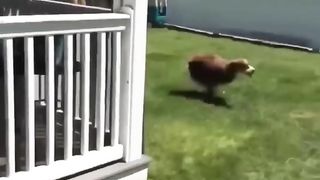 The end ???????????? viral shorts funny fails thetaggy