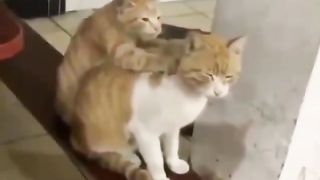cat massage