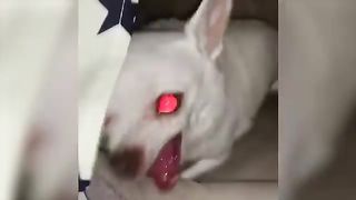 Funniest Animals Video - Best Cats???? and Dogs???? Videos of 2023 ! 5