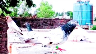 Pigeon Breed Lovers