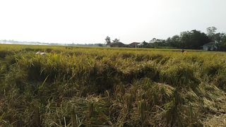 Harvest wheat ( Panen Padi )