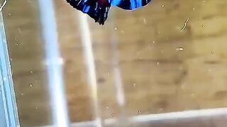 Avatar Betta
