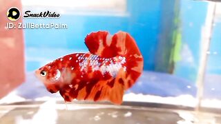 Nemo Emerald Betta