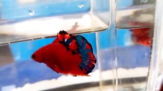 hellboy betta