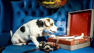 Dog Record