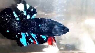 Avatarrr betta
