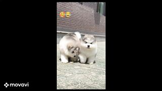 Most sweet  Cat Couple You Will Ever Seen