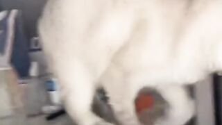 Funny cat 164