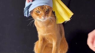 Model cat