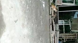 fighting cats ( kucing berantem )