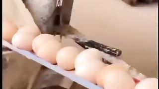 2 #egg