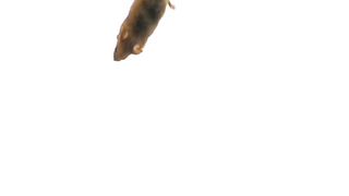 safiya and mice