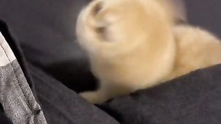 Kucing Lucu dan Tingkahnya yang Menggemaskan: Rekamannya Akan Membuat Anda Terhibur!