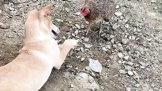 Dog vs Chicken