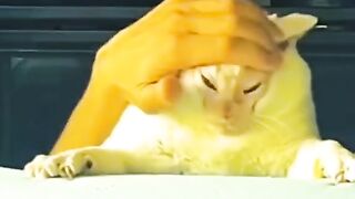 Funny Cats Compilation 4
