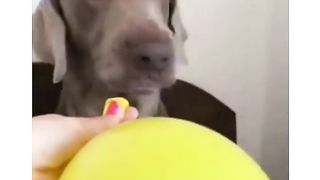 Funniest dog and cat video
