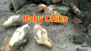 Cute Chicks