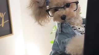 The pooch