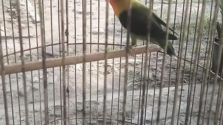 Bird LoveBird