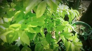 Soundless bonsai leaves ( Daun Bonsai )