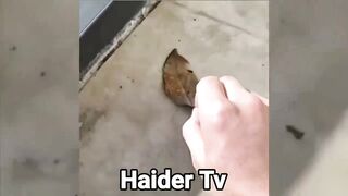 Most Invisible Animals In The World