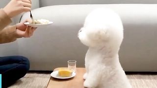 Animal Funny Moment 2