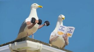 Birds with arms | curlykidlife