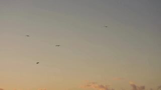 Beautiful flying bird