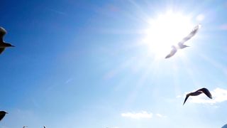 Bird in the air