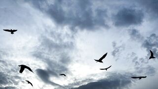 Birds dance in the air